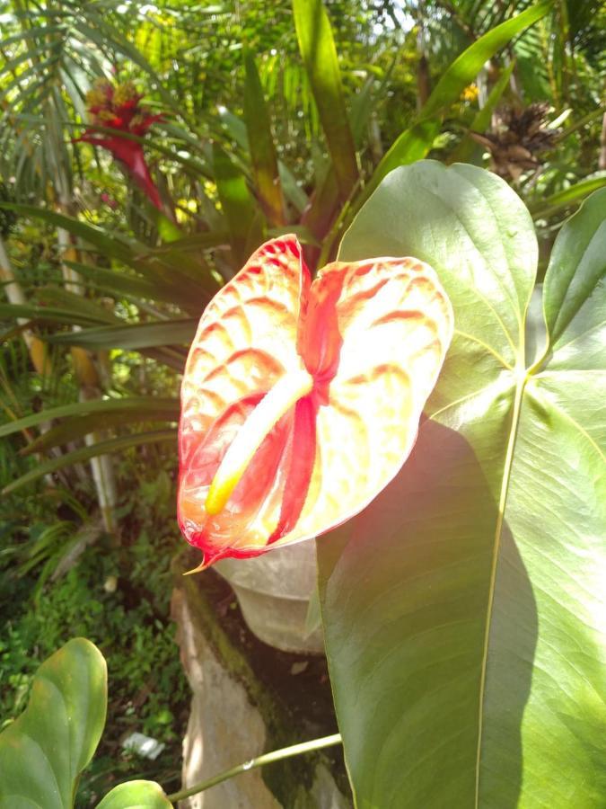 Campestre Santa Helena Chalet *