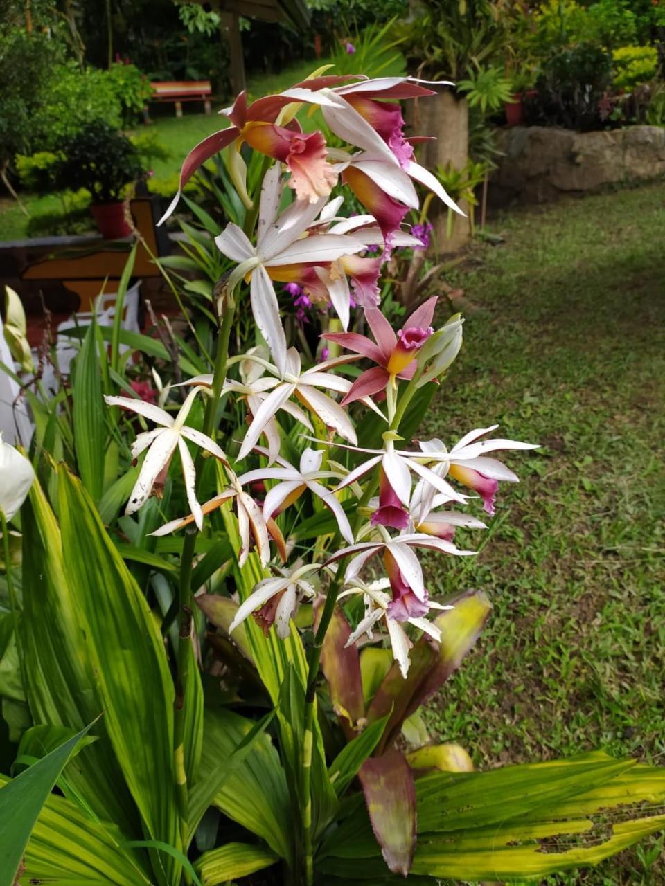 Campestre Santa Helena Chalet *